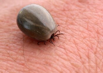 Complot : l’armée américaine a-t-elle propagé la maladie de Lyme ?